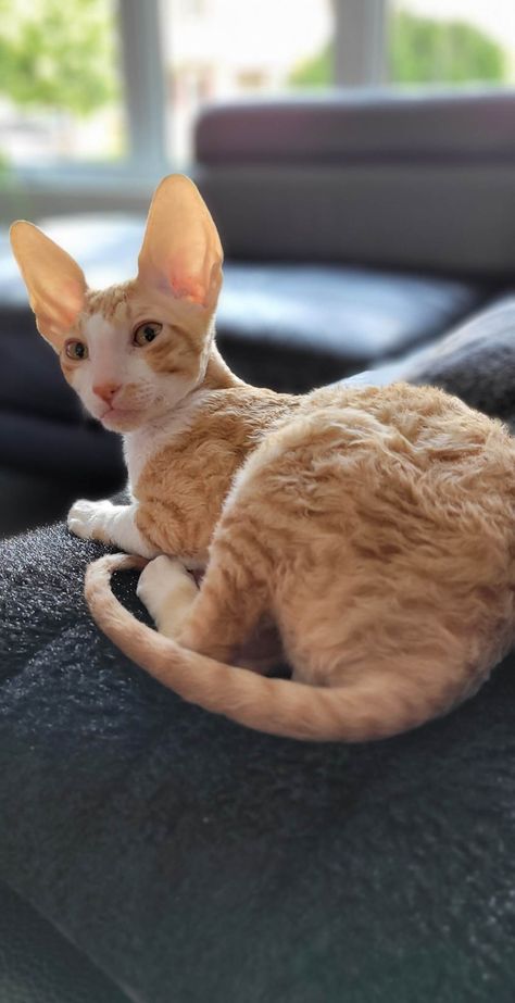 Cornish Rex, Share Photos, Online Photo, Photo Sharing, To Share, Sign Up, For Free, Funny, Animals