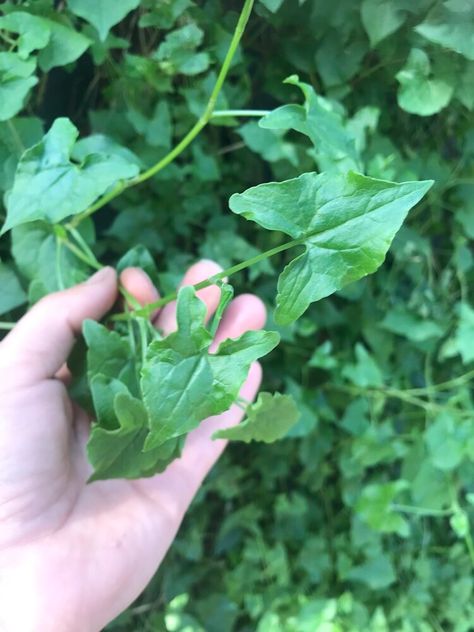 Foraging Australia, Rocket Plant, Nature Australia, Urban Foraging, Edible Weeds, Wild Lettuce, Wild Food Foraging, Wood Sorrel, Portulaca Oleracea