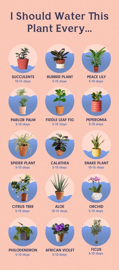 I Should Water This Plant Every... - Blogs & Forums Kaktus Dan Sukulen, Plants In Pots, نباتات منزلية, Household Plants, Plant Care Houseplant, Inside Plants, Growing Plants Indoors, Indoor Plant Care, Best Indoor Plants