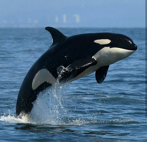 Orca Jumping, Orca Art, Sea Mammal, Orca Whale, Deep Sea Creatures, Orca Whales, Beautiful Sea Creatures, Water Animals, Killer Whale