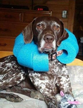 Wound collar made from a pool noodle. For a better fit: cut equal length sections at an angle and thread each section with the narrow ends all facing left (or right) and the wide ends all facing the other way. Parachute cord  works well for the thread. Diy Dog Cone, Cone Collar, Dog Cone, Pool Noodle, Dog Info, Pet Hacks, Diy Dog, Cane Corso, Diy Stuffed Animals