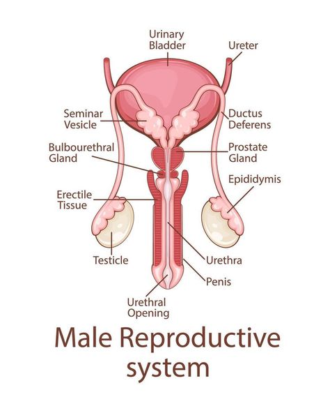 Male Reproductive System Anatomy. Human internal organ. Anatomical Illustration. Science, medicine, biology education. Anatomical structure for medical info learning Science Body Systems, Medical Drawings Anatomy, Male Reproductive System Drawing, Reproductive System Drawing, Male Reproductive System Diagram, Male Reproductive System Anatomy, Science Tlm, Reproductive System Worksheet, Anatomy Systems