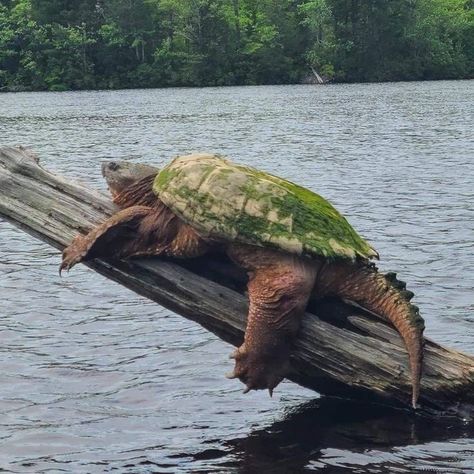 Common Snapping Turtle, Silly Animal Pictures, Alligator Snapping Turtle, Nature Hunt, North American Animals, Sea Creatures Art, Snapping Turtle, Extinct Animals, Silly Animals