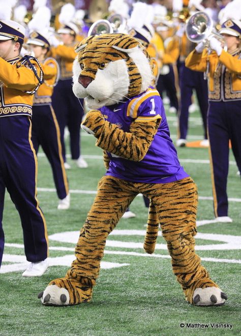 LSU - "Mike" Mascot Louisiana State Fightin Tigers Mike the Tiger Mascot Lsu Mike The Tiger, Lsu Babies, College Football Tailgate, Louisiana Woman, Lsu Game, Tiger Mascot, Lsu Fans, Lsu Tigers Football, Tiger Stadium