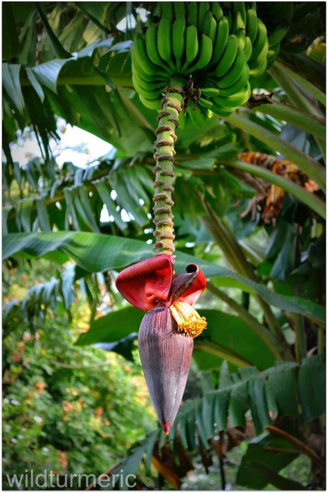 Hawaiian Flower Arrangements, Banana Health Benefits, Hotel Flowers, Banana Blossom, Banana Benefits, Banana Flower, Weird Plants, Banana Plants, Banana Tree