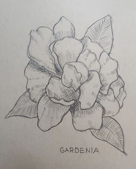 Gardenia @uniballco kuru toga 0.7 mm mechanical pencil From @walterfoster complete beginner's drawing guide Gardenias Drawing, Gardenia Drawing, Gardenia Sketch, Gardenia Outline, Steady As She Goes Gardenia, August Beauty Gardenia, Mechanical Pencil, Drawing Guide, Drawing For Beginners