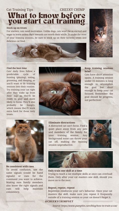 What to know before you start cat training Teaching Cats Tricks, How To Potty Train A Kitten, Cat Care Aesthetic, Kitten Training Tips, Cat Leash Training, Clicker Training Cat, How To Train A Kitten, Cat Tips And Tricks, Adventure Cat Training