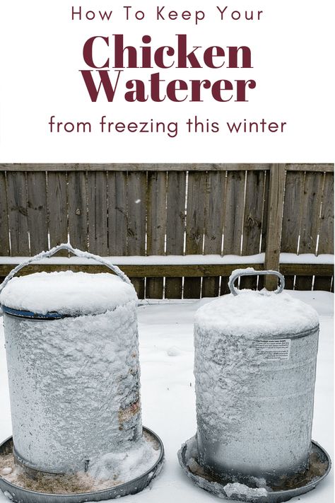 Chicken Water From Freezing, Homestead Blog, Chicken Waterer, Keeping Chickens, Natural Home Remedies, Some Ideas, The Bank, Home Remedies, Frozen