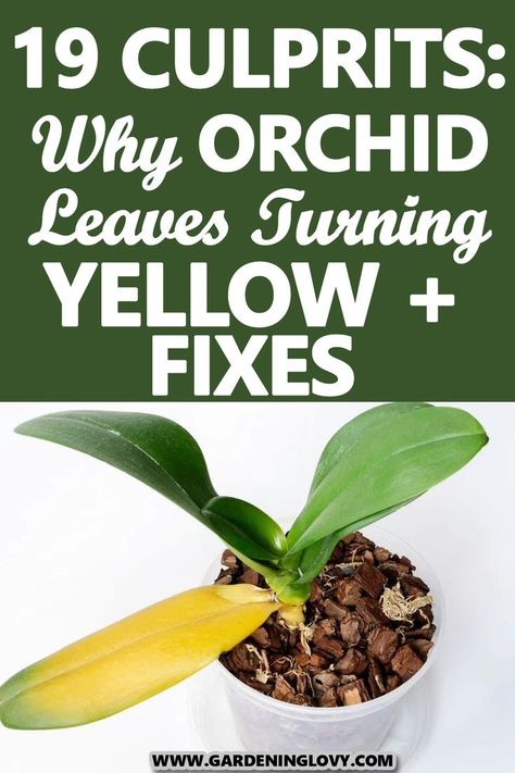 There are certain things that make Orchid leaves turn yellow. Read more in this post why it happens and how to fix it. Orchid Leaves Turning Yellow, Orchids Care, Phalaenopsis Orchid Care, Oxalis Triangularis, Repotting Orchids, Orchids In Water, Indoor Orchids, Gardening Indoors, Orchid Plant Care