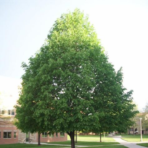 Greenspire Linden Linden Tree Drawing, Linden Guyana, Greenspire Linden Tree, Linden Leaf, Linden Tree, Street Trees, Large Yard, Foundation Planting, Plant Guide