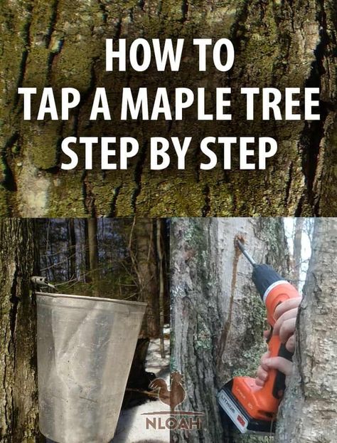 Step by step how to tap a maple tree, to collect sap that you can then make into delicious maple syrup. #nloah #maplesyrup #maple #treetapping How To Tap A Maple Tree, How To Tap Trees For Syrup, Maple Syrup Tree Tapping, When To Tap Maple Trees, How To Tap Maple Trees, How To Make Maple Syrup, Food Abundance, Making Syrup, Maple Syrup Tree