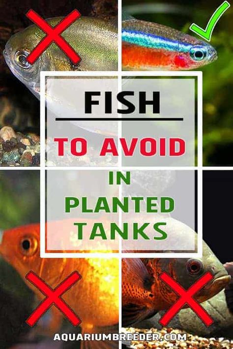 Fish For Planted Aquarium, Guppy Planted Tank, Aquarium Grass Plants, 75 Gallon Freshwater Aquarium Ideas, Modern Fish Tank Decor, Fish Tank Substrate Ideas, Plants In Aquarium Fish Tanks, Natural Freshwater Aquarium Ideas, Live Plants In Fish Tank