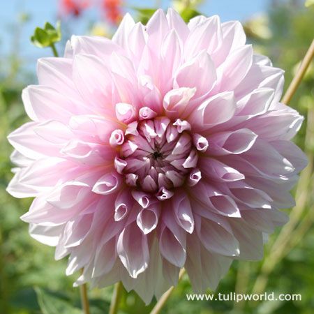 Dahlias Part Sun Perennials, Dinnerplate Dahlia, Planting Dahlias, Fall Perennials, 14th Wedding Anniversary, Deer Resistant Perennials, Summer Bulbs, Growing Bulbs, Fall Bulbs