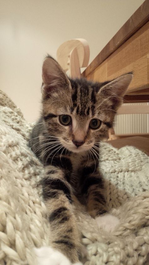 Hiya! Tawny tabby kitten Majestical Animals, Kittens Tabby, Brown Tabby Kitten, Tabby Cat Kitten, Tabby Kittens, Grey Tabby Kittens, Fluffy Kitty, Brown Kitten, Newborn Kittens