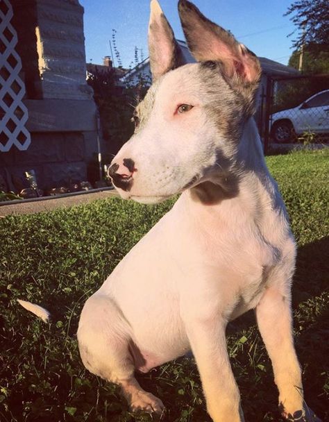 7 Bull Terrier Mixes That Will Make You Scream “I WANT ONE” Terrier Mix Breeds, French Bulldog Mix, Jack Terrier, Rat Terrier Mix, Mini Bull Terriers, American Bulldog Mix, Miniature Bull Terrier, Rottweiler Mix, Terrier Mix Dogs