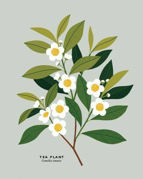 Tea Plant, Leaf Illustration, Plant Drawing, Arte Sketchbook, Plant Illustration, Flower Illustration, Floral Illustrations, Illustration Vector, Ikebana