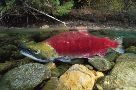 Salmon Photography, Fish Photos, Fish Color, Photos Of Fish, Photography Posters, Sockeye Salmon, Cool Fish, Salmon Fish, Posters Wall Art