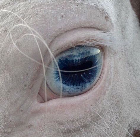 Regard Animal, Paint Horse, White Horses, White Horse, Horse Art, Zebras, Beautiful Horses, Fairy Tale, Animals Beautiful