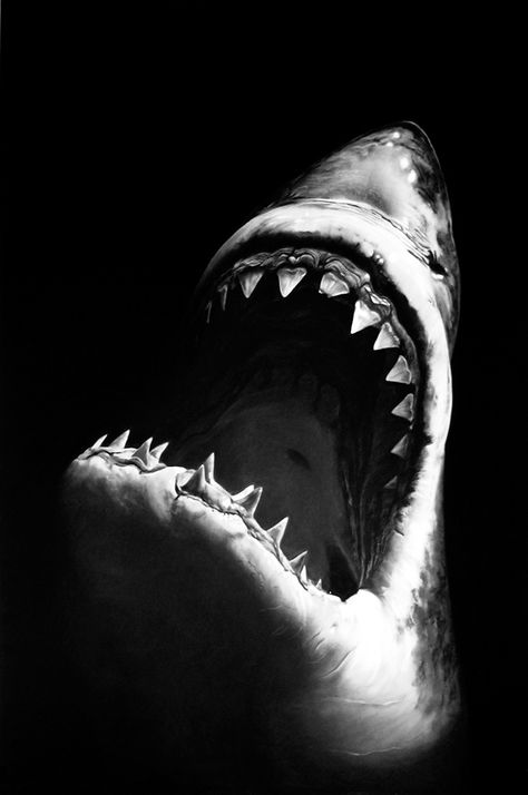 Robert Longo’s charcoal drawings are so realistic that, if you have a fear of sharks, these might just give you nightmares. The New York-based artist depicts the menacing beasts with their mouths wide open and razor-sharp teeth pointing straight at us. You can really feel the immense power and threatening nature of the sharks, in … Hai Tattoo, Shark Pictures, Shark Drawing, Shark Art, Shark Tattoos, Alexander Calder, Sharp Teeth, White Sharks, Shark Week