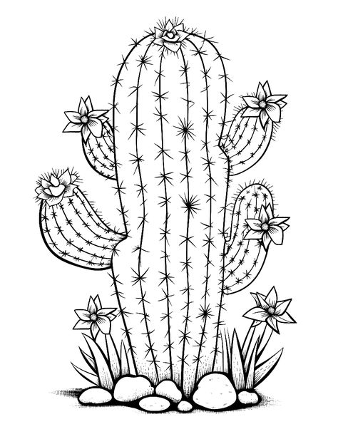 Cactus Flowers Drawing, Drawing Of Cactus, Desert Cactus Drawing, Cactus Drawing Black And White, Cactus Drawing Easy, Easy Cactus Drawing, Cute Cactus Drawing, Cactus Drawings, Draw A Cactus