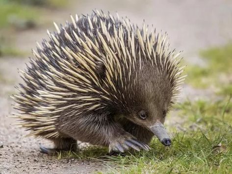 echidna Cute Animal Character, Australian Wildlife, Petting Zoo, Animal Character, Animal Reference, Unusual Animals, Platypus, Animal References, Australian Animals