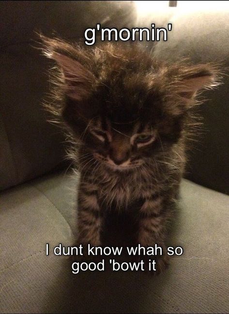 Too early to know. Maybe after coffee. Cat Funnies, Funniest Cat, Cat Humor, Animal Humor, Söt Katt, Cat Photos, Kitty Kitty, Funny Cat Memes, Meme Template