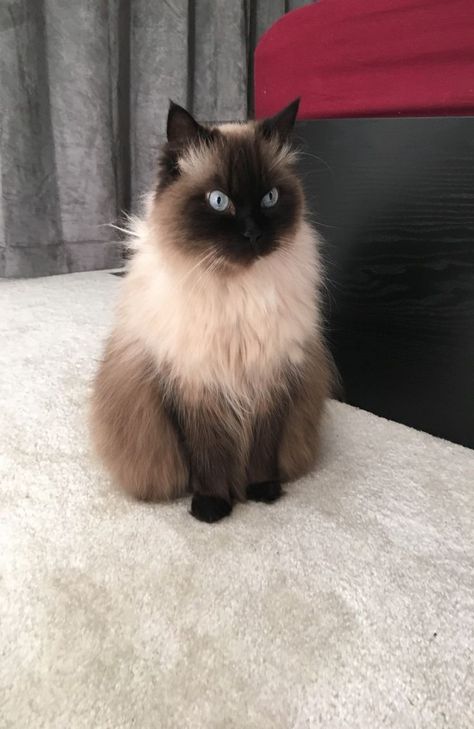 Seal Point Himalayan, Character Attributes, Himalayan Cat, Cat Breeder, Cat Info, Long Haired Cats, Owning A Cat, Well Woven, Persian Cat