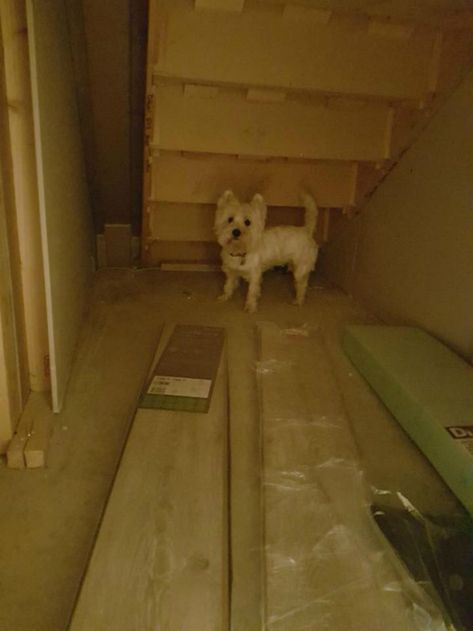 Dad Builds Gorgeous Room For Dog Under Stairs– InspireMore Dog Under Stairs, Room Under The Stairs, Under Stairs Dog House, Dog Nook, Room Under Stairs, Space Under Stairs, Dog Den, Dog Bedroom, Indoor Dog House