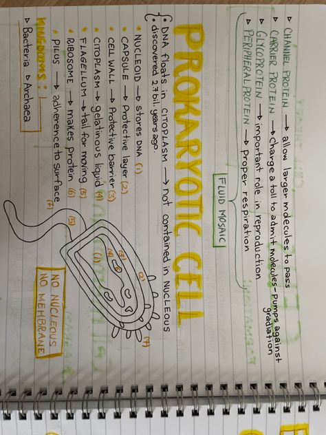 Handmade notes Prokaryotic Cell Notes, Cell Structure Notes, Cell Notes, Handmade Notes, Prokaryotic Cell, Cell Structure, Biology Notes, Cell Wall, Biology