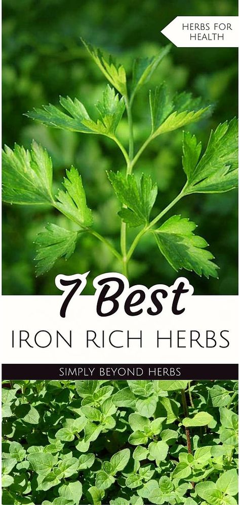 Explore the 7 best iron rich herbs, an essential part of herbs for health & healthy herbs. These herbs are known for their ability to boost iron levels, making them ideal for addressing iron deficiency. Discover options from thyme to dandelion greens, tailored for those interested in herbalism for beginners. Perfect for incorporating into your diet for natural iron supplementation. Learn more about natural herbs medicine, DIY health, and healing plants at simplybeyondherbs.com Herbalism For Beginners, Boost Iron Levels, Herbs Medicine, Roasted Dandelion Root, Dandelion Greens, Healthy Herbs, Best Iron, Herbal Tinctures, Iron Deficiency