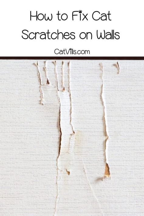 Want to learn how to fix cat scratches on walls? Check out this complete guide with 3 easy steps to follow and tips to design a scratching area for your cats! Cat Scratching Wall, Wallpaper Repair, Wallpaper Fix, Internet Cats, Lots Of Cats, Drawing Cat, On Wallpaper, Diy Repair, Trim Nails