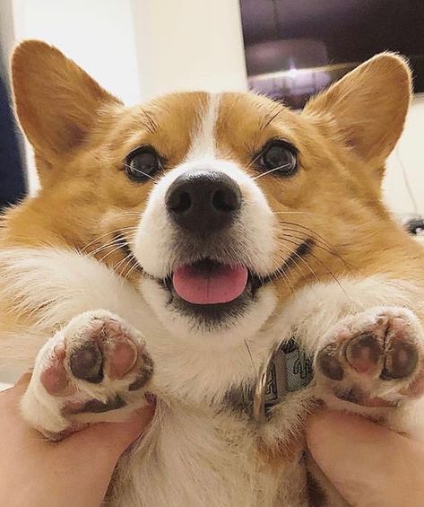 Walkoff Wedding, Corgi Icon, Dog Familiar, Corgi Aesthetic, Fat Corgi, Corgi Wallpaper, Corgi Sploot, Crazy Corgi, Corgi Breeds