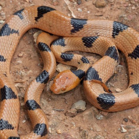 Eastern Tiger Snake - African Snakebite Institute Tiger Snake, Snake Bites, Reptiles And Amphibians, Southern Africa, Zoology, Lizards, Rodents, Wild Life, Amphibians