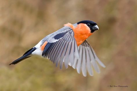 Eurasian Bullfinch, Red Warrior, Bird Study, Mum Tattoo, Bird Reference, Garden Birds, Bullfinch, Finches, Rare Birds