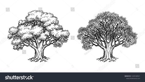 Ink sketch of two oaks. Winter and summer tree. Hand drawn vector illustration isolated on white background. Retro style #Ad , #Affiliate, #summer#tree#Hand#Winter Maple Tree Drawing, Tree Line Drawing, Tree Drawing Simple, Tree Drawings Pencil, Fish Silhouette, Old Paper Background, Nature Art Drawings, Maple Trees, Summer Trees