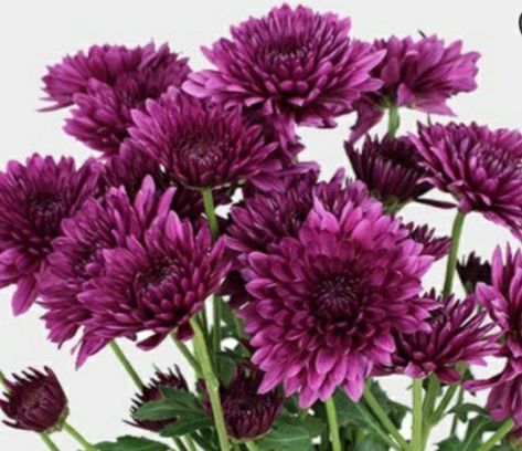 Crysanthemum Flower, Violet Bent Backwards, Purple Chrysanthemum, Wedding Trends 2024, Dark Purple Flowers, Flower Purple, Chrysanthemum Flower, Going On Holiday, Birth Flowers