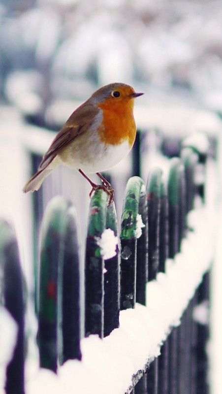 Snow-Fence-Bird-Winter-iphone-5-wallpaper-wbix | Dawn DeLeon | Flickr Snow Fence, European Robin, Winter Iphone, Iphone Wallpaper Winter, Image Nature, Winter Bird, Bird Wallpaper, Pretty Birds, Jolie Photo