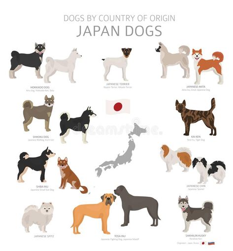 Hokkaido Dog, Dog Breeding Kennels, Dog Breeds Chart, Japanese Dog Breeds, Dog Design Art, Japanese Dog, Japanese Akita, Dog Breeds List, Japanese Spitz