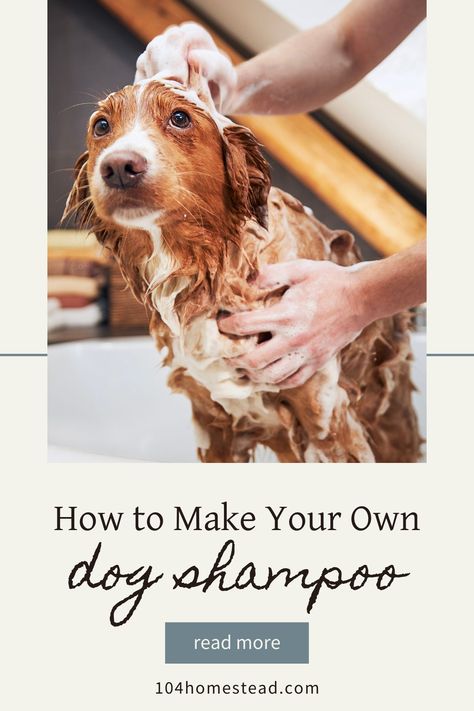 Get your paws on this nourishing homemade dog shampoo recipe with grounding oatmeal, refreshing coconut oil, and essential oil fragrances that both you and your pet will love. Natural Dog Shampoo Diy, Diy Oatmeal Shampoo For Dogs, Diy Dog Shampoo For Shedding, Diy Dog Shampoo With Essential Oils, Dog Shampoo Recipe, Natural Shampoo Diy, Homemade Dog Shampoo, Homesteading Hacks, Non Toxic Dog Shampoo