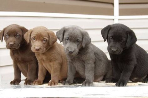 Silver, Chocolate and Black Lab Puppies Silver Lab Puppies, Silver Labrador Retriever, Cute Lab Puppies, Labrador Dogs, Silver Labrador, Labrador Retriever Puppy, Chocolate Lab Puppies, Semper Fidelis, Super Cute Puppies