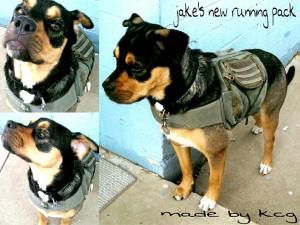 Upcycle: how to make a pack for you dog using an old backpack. Diy Dog Backpack, Old Backpack, Backpack Ideas, Dog Pack, Dog Backpack, Dog Hacks, Diy Dog, Dog Travel, Diy Stuffed Animals