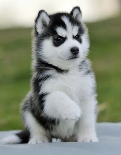 Caine Husky, Cute Husky Puppies, Cute Husky, Super Cute Puppies, Söt Katt, Baby Animals Pictures, Cute Little Puppies, Baby Animals Funny