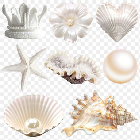 Ig Scrapbook, Beach Elements, Beach Png, Aesthetic Sticker, Aesthetic Stickers, Scrapbook Ideas, Aesthetic Art, Sea Shells, Transparent Background