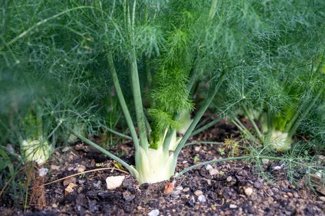 Why Fennel Is Really Bad For Your Garden – But You Should Grow it Anyway Growing Fennel, Gardening Tattoo, Gardener Aesthetic, Vegetable Salads, Fennel Pollen, Gardening Aesthetic, Vegetable Salad Recipes, Garden Tattoo, Indoor Herb