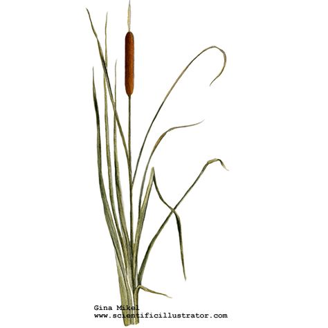 Cat Tails Tattoo, Cat Tail Illustration, Cat Tail Plant Tattoo, Cat Tails Plant Drawing, Cattail Embroidery, Cattail Drawing, Cattail Illustration, Reeds Tattoo, Cattails Tattoo