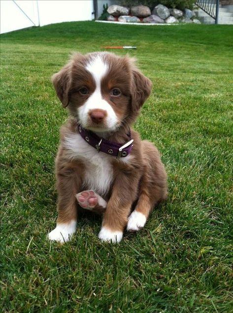 Cutest Puppy Ever, Cutest Puppy, Aussie Puppies, Australian Shepherd Puppies, Best Puppies, Cute Dogs And Puppies, Shepherd Puppies, Baby Dogs, Australian Shepherd