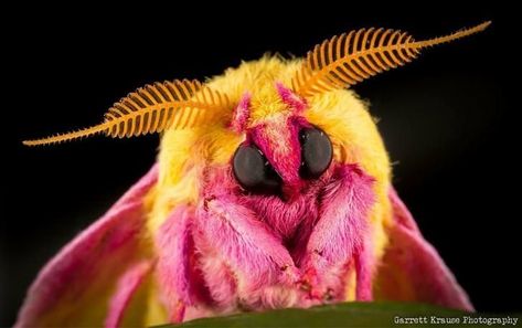 Maple Moth, Pink Moth, Rosy Maple Moth, Moth, Close Up, Yellow, Pink