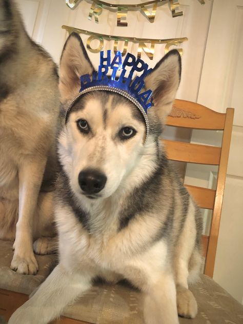 Husky Birthday Party, Husky Birthday, Dog Bday, Celebrating Birthday, Melting Moments, Happy Birthday Signs, Baby Pic, Animal Icon, Dog Birthday Party