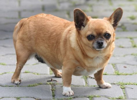 obese chihuahua Fat Chihuahua, Fat Animals, Dog With A Blog, Baby Chihuahua, Chihuahua Funny, Cute Chihuahuas, Cute Doggies, Cute Dog Photos, Cute Pups