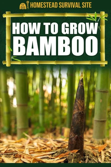 How To Grow Bamboo, Homesteading Life, Live Off The Grid, Bamboo Landscape, Bamboo Species, Bamboo Seeds, Bushcraft Shelter, Growing Bamboo, Bamboo In Pots